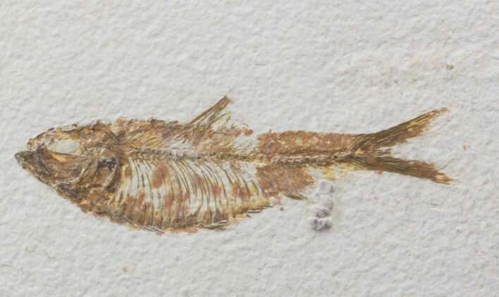 Bargain Knightia Fossil Fish - Wyoming #39677
